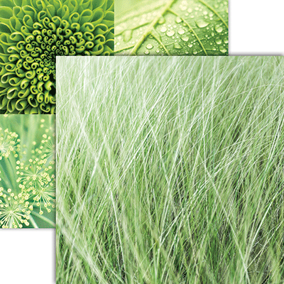 WS Nature's Textures: Forest Greens