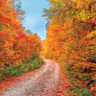 Autumn Beauty: Country Roads