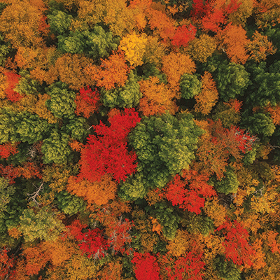Autumn Beauty: Autumn Canopy
