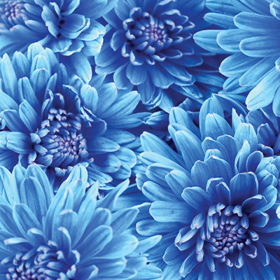 WS Blue Mood: True Blue