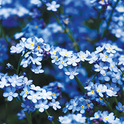 WS Blue Mood: True Blue