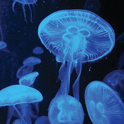 WS Blue Mood: Jellyfish