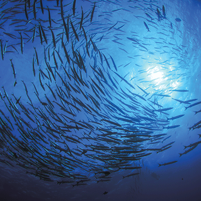 WS Blue Mood: Jellyfish