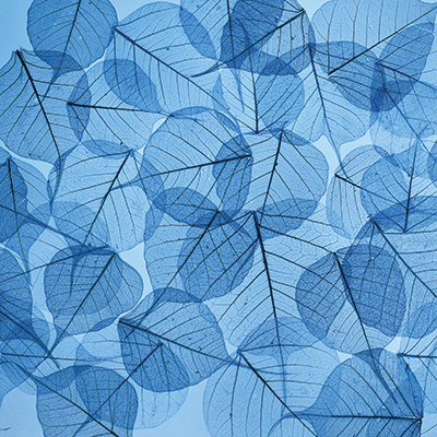 WS Blue Mood: Smoky Mountains