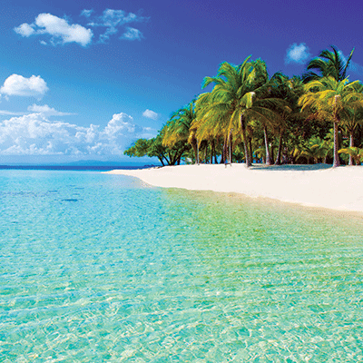 Beach Vibes: Beach Palms