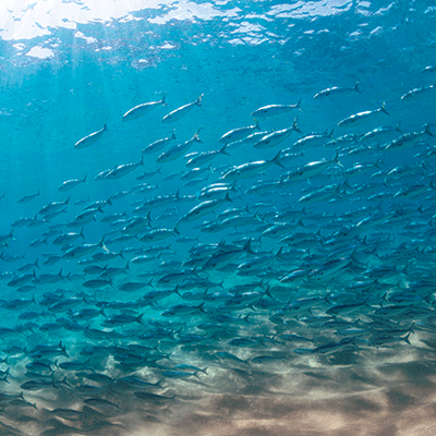 Beach Vibes: Beach Palms