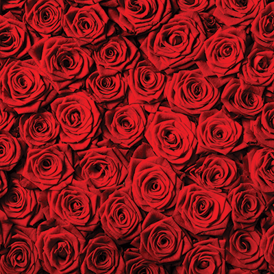 Color Cascade: Red Rose Bouquet