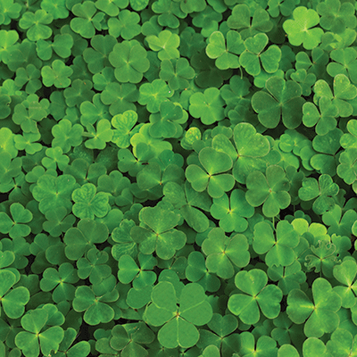 Color Cascade: Emerald Clover Field