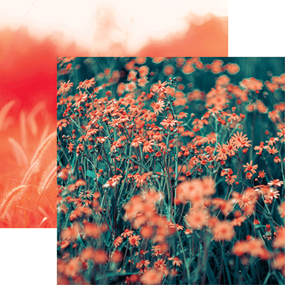 WS Coral Crush: Coral Countryside