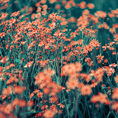 WS Coral Crush: Coral Countryside