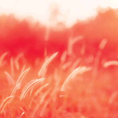 Coral Crush: Coral Countryside