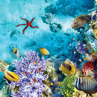 Coastal Serenade: Underwater