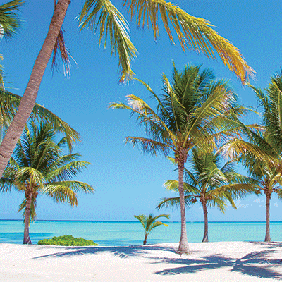 Coastal Serenade: Palm Trees