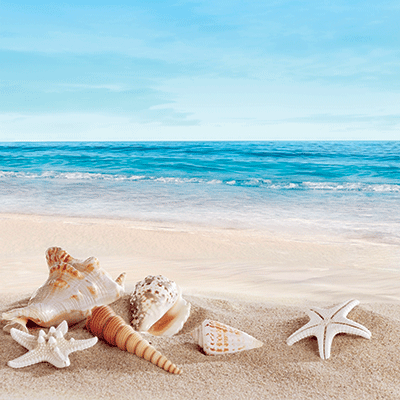 Coastal Serenade: Palm Trees