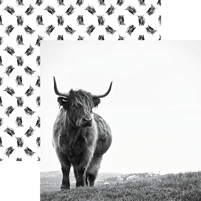 WS Holy Cow: Scottish Highland