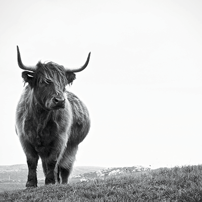 Holy Cow: Scottish Highland