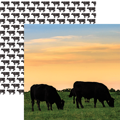 Holy Cow: Black Angus