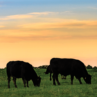 Holy Cow: Black Angus
