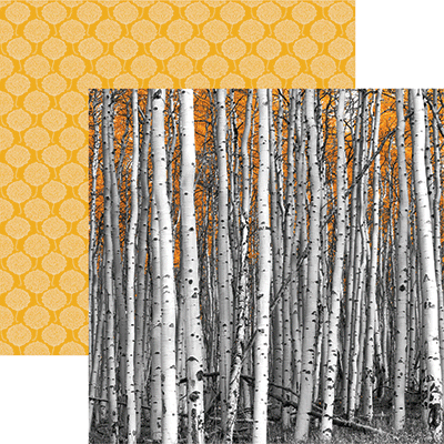 Colorado: Aspen Trees