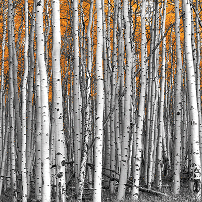 Colorado: Aspen Trees