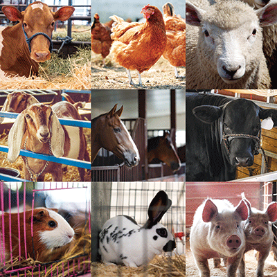 Farm Animals: Show Animals