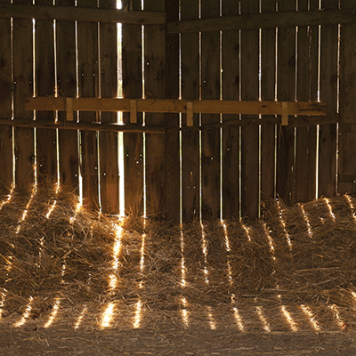 Farm Animals: Grooming