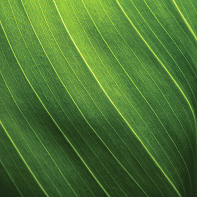 Grown with Love: Plant Lover