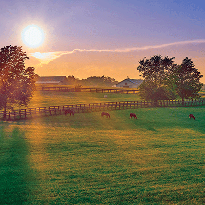 WS Horsing Around: Sunrise