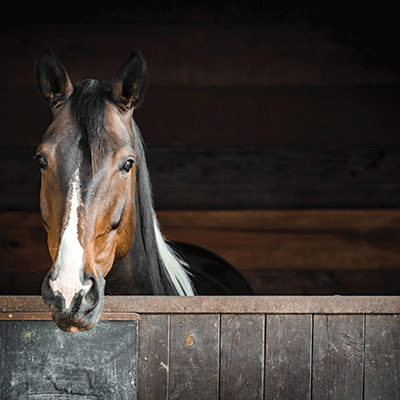 WS Horsing Around: Ready to Ride