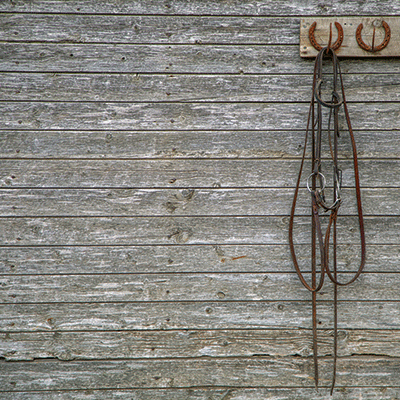 WS Horsing Around: Bridle