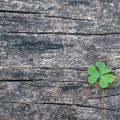 Irish Kiss: Shamrock on Gray Wood