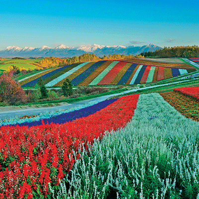 Japan: Mt. Fuji with Chureito Pagoda