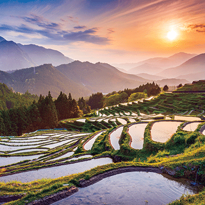 Japan: Rice Fields