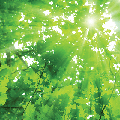 My Troop: My Happy Place