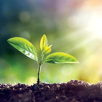 WS New Beginnings: Sprout