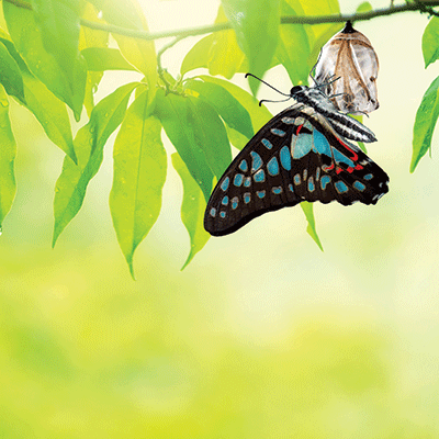 WS New Beginnings: Transformation