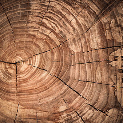 WS Nature's Textures: Earthy Browns