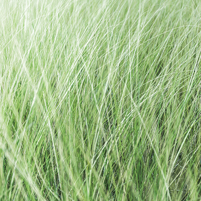 WS Nature's Textures: Forest Greens