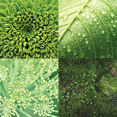 Nature's Textures: Forest Greens