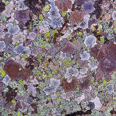 WS Nature's Textures: Shades of Purple