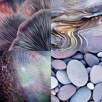 WS Nature's Textures: Shades of Purple