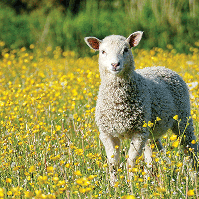 WS Oh Sheep!: Spring Stroll