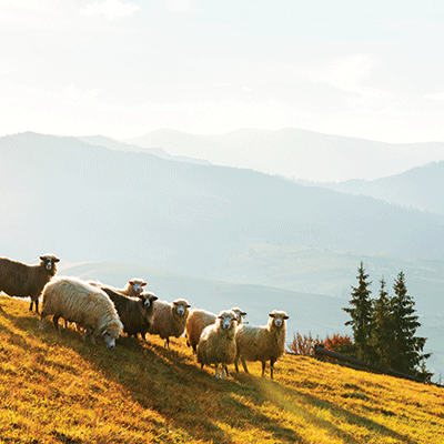 WS Oh Sheep!: Grazing