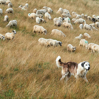 WS Oh Sheep!: Herding