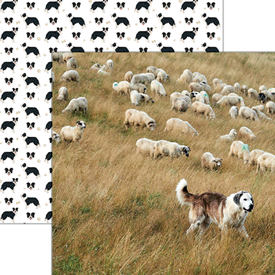 WS Oh Sheep!: Herding