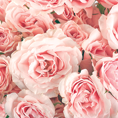 WS Pretty in Pink: Pretty in Pink 2