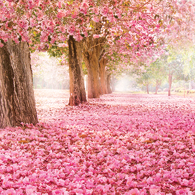 Pretty in Pink: Pretty in Pink 6