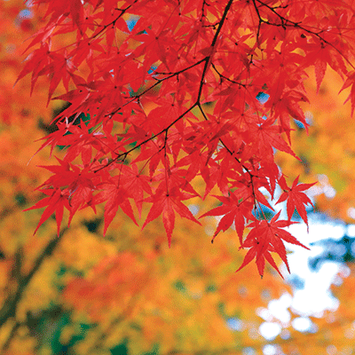 Simply Autumn - Designs By Reminisce
