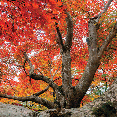 WS Simply Autumn: Autumn Colors