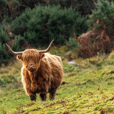 WS Scotland and Wales: Glenfinnan Viaduct